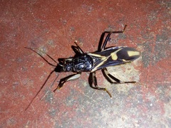 Rasahus sulcicollis