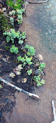Crassula lanuginosa