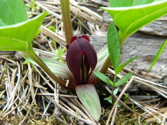 Trillium petiolatum