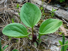 Trillium petiolatum