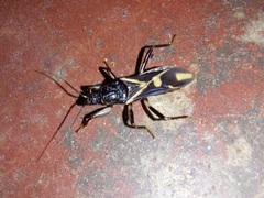 Rasahus sulcicollis
