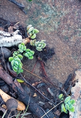 Crassula lanuginosa