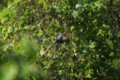 Phaenicophaeus tristis