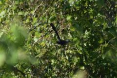 Phaenicophaeus tristis