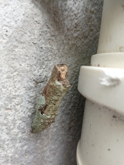 Heraclides anchisiades