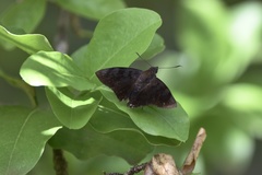 Pellicia