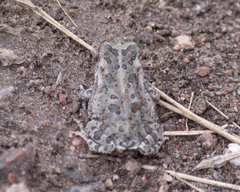 Rhinella arenarum