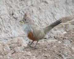 Rhinocrypta lanceolata