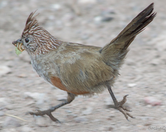 Rhinocrypta lanceolata