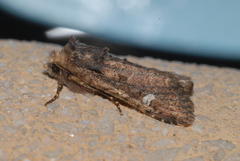 Dryobota labecula