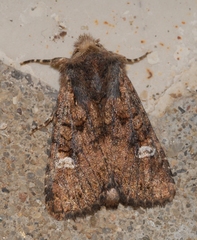 Dryobota labecula