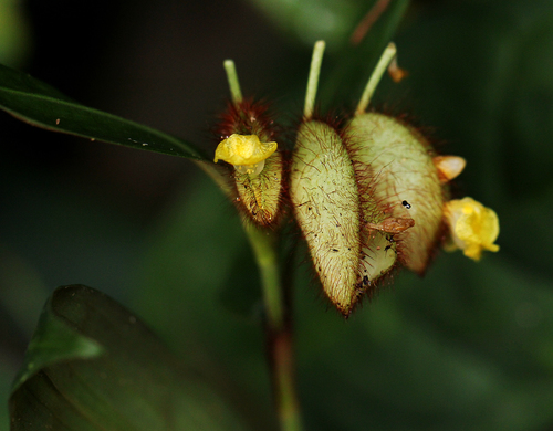 Commelina capitata image