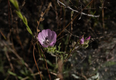 Sidalcea diploscypha