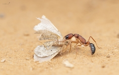 Harpegnathos saltator