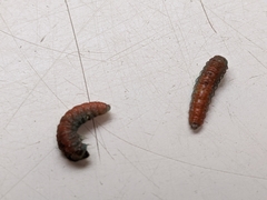 Tegeticula maculata