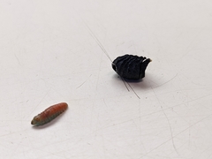 Tegeticula maculata