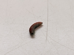 Tegeticula maculata
