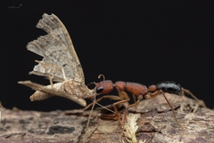 Harpegnathos saltator