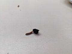 Tegeticula maculata