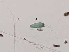 Tegeticula maculata