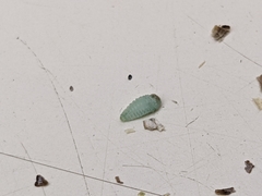 Tegeticula maculata