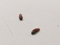Tegeticula maculata