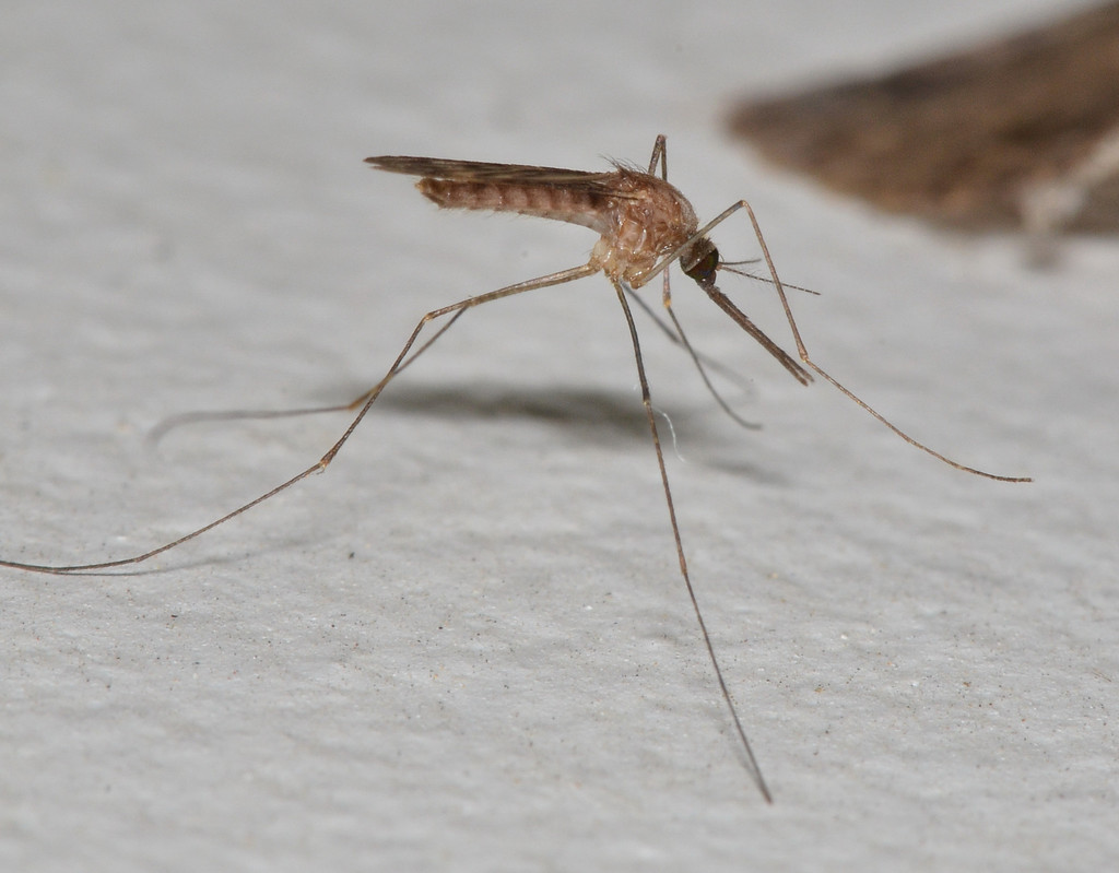Anopheles freeborni