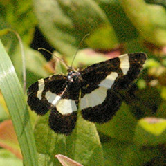 Heliomata infulata