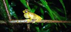 Dendropsophus giesleri