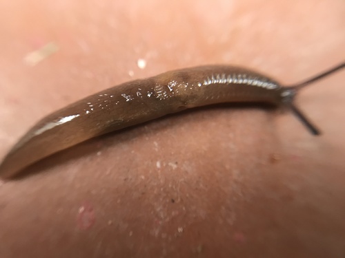 Chestnut Slug