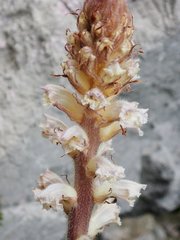 Orobanche picridis