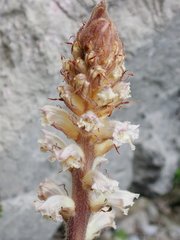Orobanche picridis