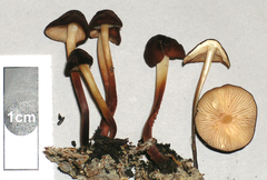 Marasmius atrocastaneus