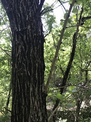 Maclura