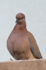 Streptopelia senegalensis