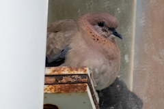 Streptopelia senegalensis