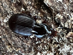 Gastrellarius honestus