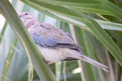 Streptopelia senegalensis