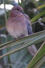 Streptopelia senegalensis