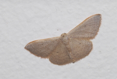 Idaea distinctaria