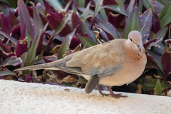 Streptopelia senegalensis