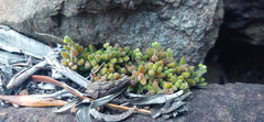 Crassula lanuginosa
