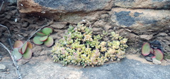 Crassula lanuginosa