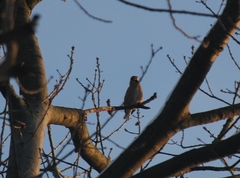 Coccothraustes coccothraustes