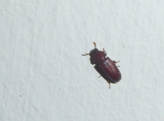 Tribolium castaneum