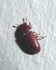Tribolium castaneum