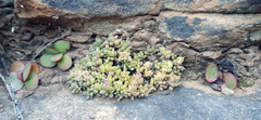 Crassula lanuginosa