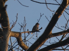 Coccothraustes coccothraustes