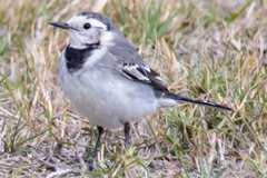 Motacilla alba