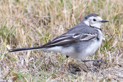 Motacilla alba